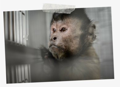 1 - Tufted Capuchin, HD Png Download, Transparent PNG