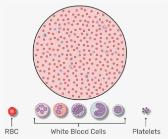 Magnified View Of A Drop Of Blood Containing Wbcs, - Rbc Count, HD Png Download, Transparent PNG
