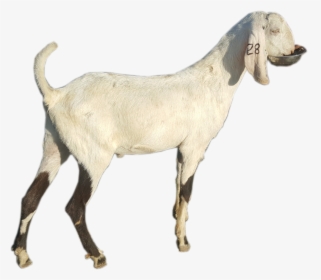 Goat , Png Download - Goat, Transparent Png, Transparent PNG