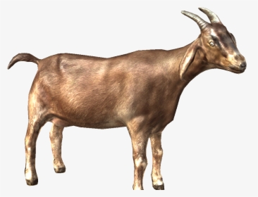 Cow Goat Image Png, Transparent Png, Transparent PNG