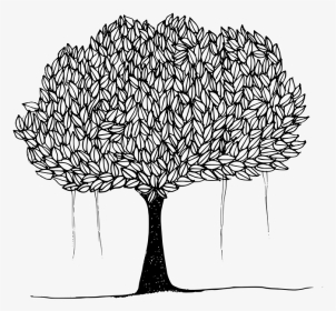 Black And White Picture Of Banyan Tree - Drawing Of Peepal Tree, HD Png Download, Transparent PNG