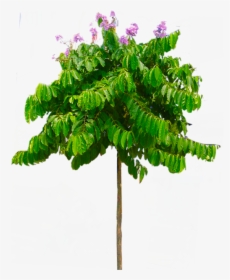 Free Download Tropical Tree Png Transparent Background - Houseplant, Png Download, Transparent PNG