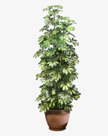 Office Plant Png - Transparent Background House Plant Png, Png Download, Transparent PNG