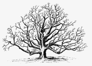 Clip Art Drawing Of A Tree - Black Walnut Tree Drawing, HD Png Download, Transparent PNG