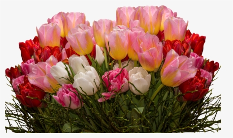 गुलदस्ता - Transparent Tulips Flowers, HD Png Download, Transparent PNG