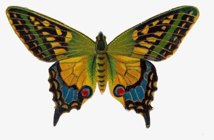 Free Png Butterfly Images - Vintage Butterfly, Transparent Png, Transparent PNG