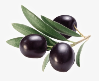Olive Clipart Jamun Fruit - Olive, HD Png Download, Transparent PNG