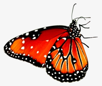 Beautiful Butterfly Desktop Wallpaper High-definition - Butterfly On Flower Png, Transparent Png, Transparent PNG