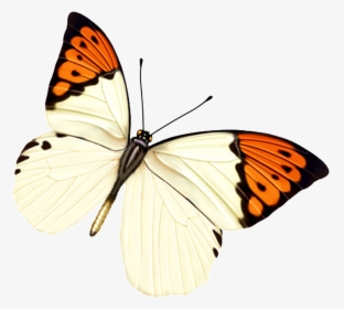 Hd Beautiful Colorful Butterfly Png - Papel De Parede De Borboleta Rosa, Transparent Png, Transparent PNG