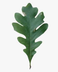 Acorn Leaf Png - Quercus Alba White Oak Leaf, Transparent Png, Transparent PNG
