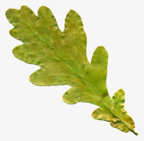 Acorn Leaf Png - Oak Leaf No Background, Transparent Png, Transparent PNG