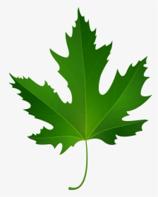 Maple Leaf Png Clip Art, Transparent Png, Transparent PNG