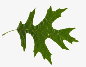 Oak Leaves - Northern Red Oak, HD Png Download, Transparent PNG