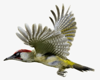 Pájaro Carpintero Volando - Spotted Woodpecker Transparent Background, HD Png Download, Transparent PNG
