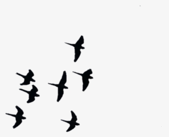 #aves #pájaros #birds #volar #fly #wings #alas, HD Png Download, Transparent PNG