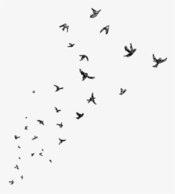 Transparent Bird Flock Png - Paris Drawing, Png Download, Transparent PNG