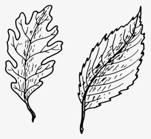 Clipart Leaf Vector Black And White, HD Png Download, Transparent PNG