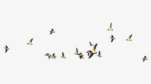 Vol Oiseaux - Transparent Geese Flying Png, Png Download, Transparent PNG