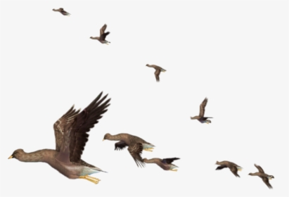 #patos#aves#pajaros #volando - Flying Birds Png, Transparent Png, Transparent PNG