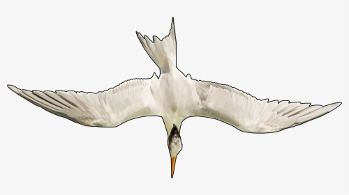 Great Black-backed Gull, HD Png Download, Transparent PNG
