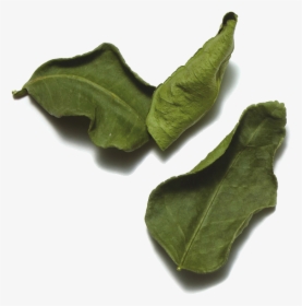 Transparent Spinach Leaf Png - Gedroogd Limoenblad, Png Download, Transparent PNG