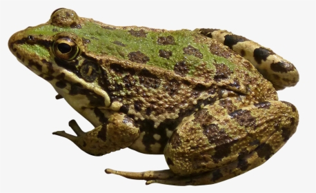 Frog Png Image, Transparent Png, Transparent PNG