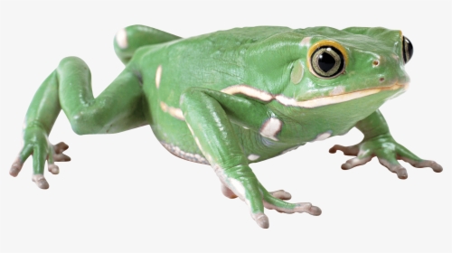 Almost Flat Frog - Frog With No Background, HD Png Download, Transparent PNG