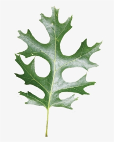 Red Oak Leaf In Louisiana, HD Png Download, Transparent PNG