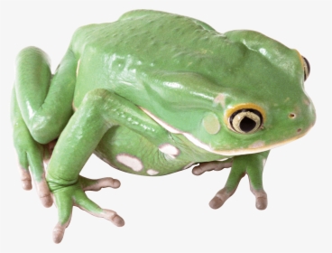 Green Frog Png Image - King Cobra Snake Food Chain, Transparent Png, Transparent PNG