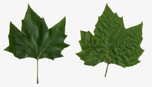 Platanus Scanned Leaves - Plane Tree Leaf Png, Transparent Png, Transparent PNG