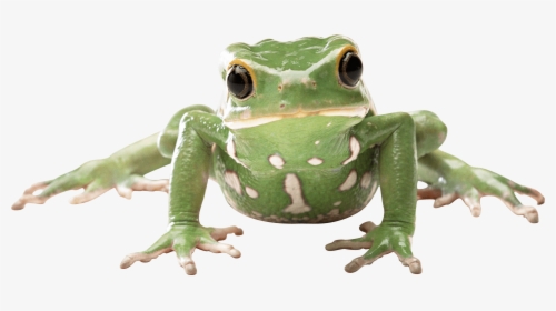 Frog Front - Transparent Background Frog Png, Png Download, Transparent PNG