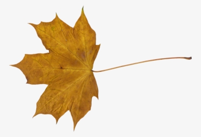 Maple Leaf - Transparent Dry Leaf Png, Png Download, Transparent PNG