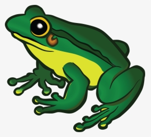 Poison Dart Frog - Clipart Image Of Frog, HD Png Download, Transparent PNG