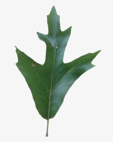 Southern Red Oak Tree Leaves, HD Png Download, Transparent PNG