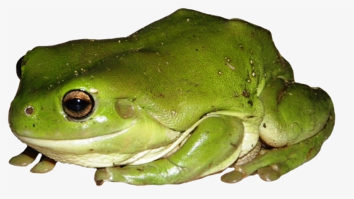 Green Tree Frog Clipart - Frog, HD Png Download, Transparent PNG