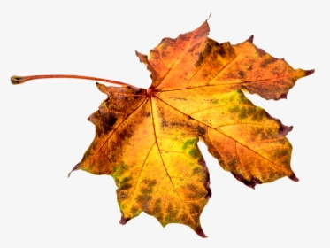 Download Leaf Png Clipart - Leaf Autumn Png Transparent, Png Download, Transparent PNG