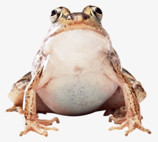 Fat Frog - Frog Png, Transparent Png, Transparent PNG
