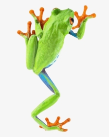 Frog Climbing - Frog Png, Transparent Png, Transparent PNG