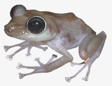 Puerto Rican Rock Frog - Eastern Spadefoot, HD Png Download, Transparent PNG