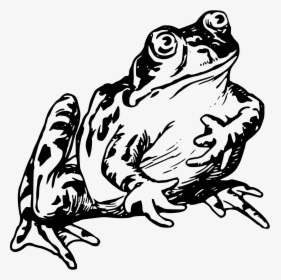 Transparent Frog On Lily Pad Clipart - Realistic Frog Clipart Black And White, HD Png Download, Transparent PNG