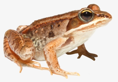 Download Frog Png - Different Animals, Transparent Png, Transparent PNG