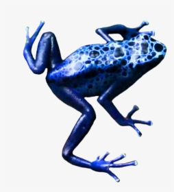 Frog,poison Dart Frog,amphibian,tree Frog,blue,cobalt - Poison Dart Frog Clip Art No Background, HD Png Download, Transparent PNG