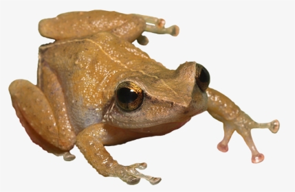 Coqui Frog - Invasive Species Hawaii, HD Png Download, Transparent PNG