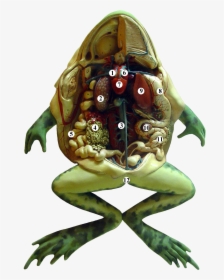 Frog Anatomy Tags - Internal Organ Of Frog, HD Png Download, Transparent PNG