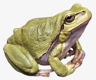 Frog Green Png Image, Transparent Png, Transparent PNG