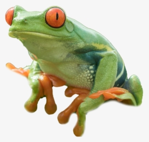 Red Eyed Tree Frog Png , Png Download, Transparent Png, Transparent PNG