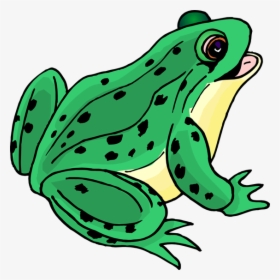 Clip Art For Teachers - Frog Clipart, HD Png Download, Transparent PNG