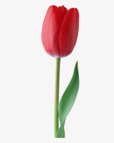 Red Tulip Png Image - Red Tulip Flower Png, Transparent Png, Transparent PNG