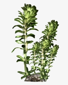Giant Kelp Transparent Background, HD Png Download, Transparent PNG