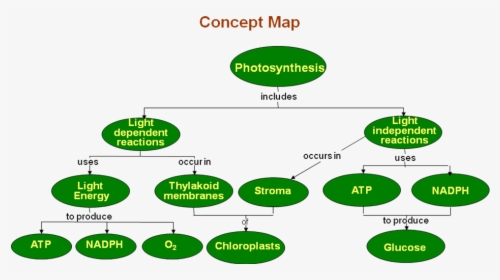 Transparent Photosynthesis Png - Plant Physiology Concept Maps, Png Download, Transparent PNG